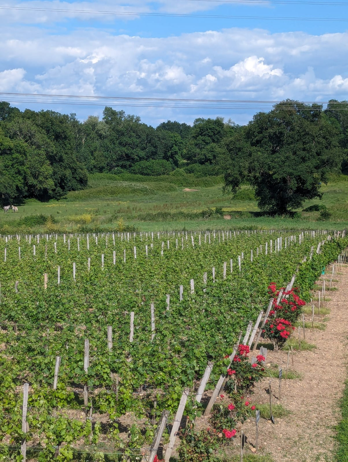 Junge Reben mit Rosen, Château Aux Graves