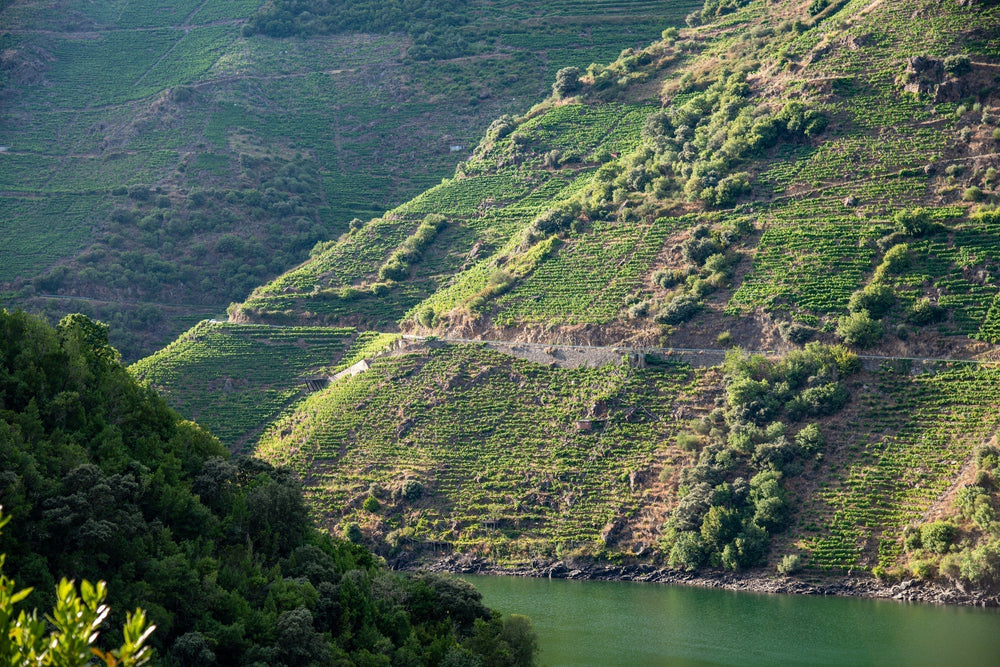 Steile Weinberge am Rio Sil in der galicischen Region Ribeira Sacra 