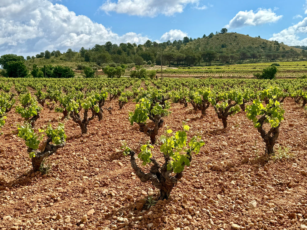 Weinberg mit alten Bobal-Rebstöcken n Utiel-Requena