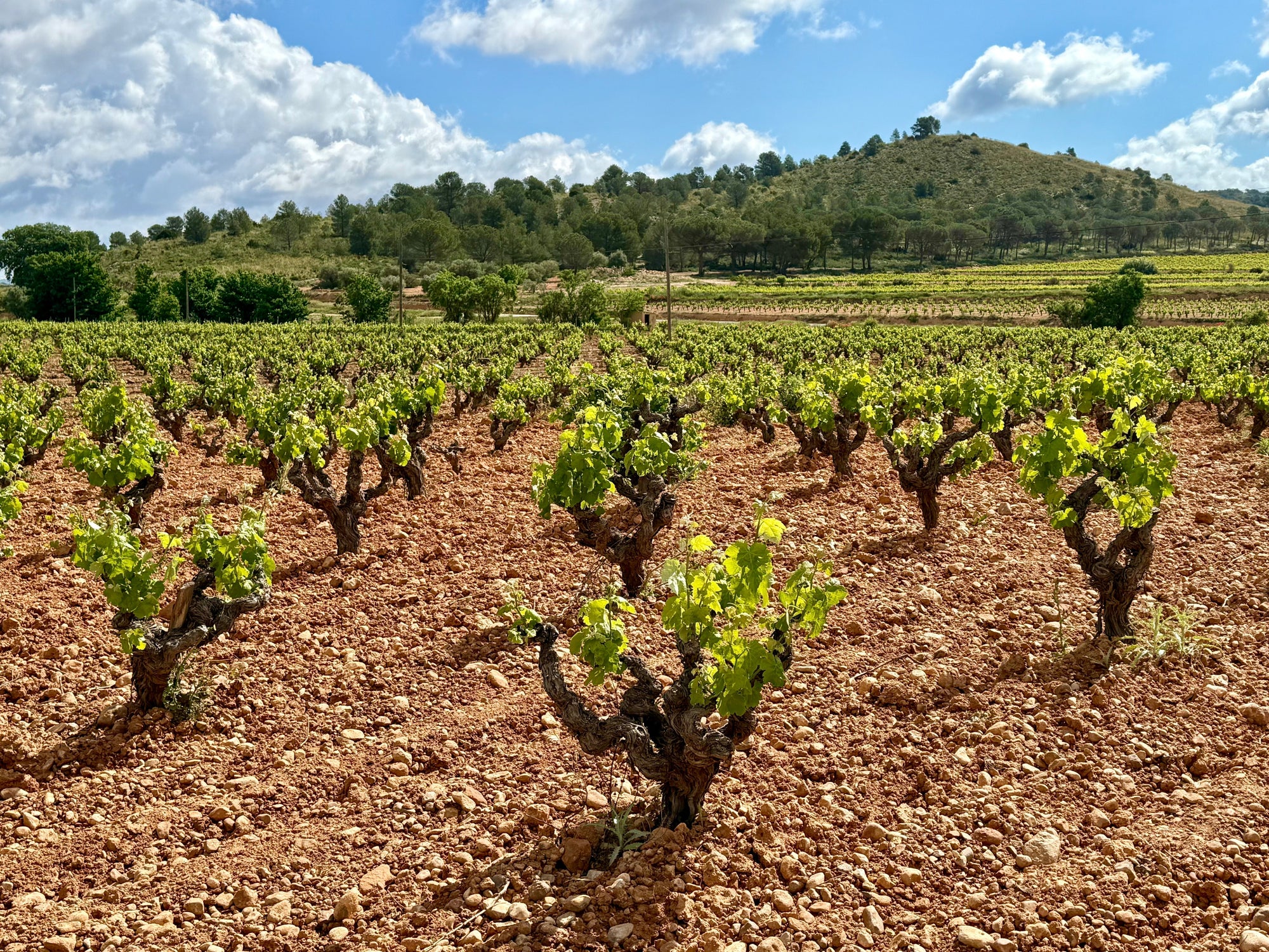 Weinberg mit alten Bobal-Rebstöcken n Utiel-Requena