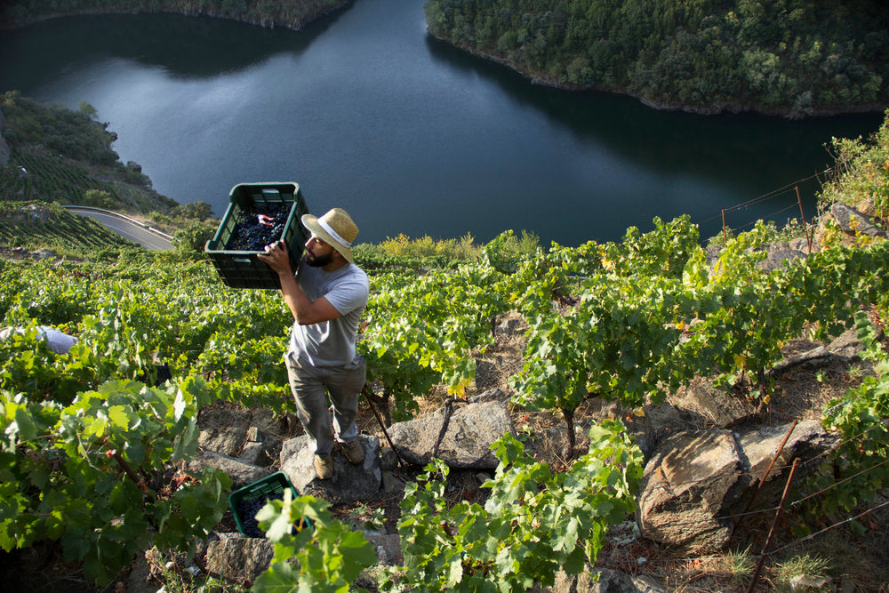 Weinleser trägt eine Kiste Trauben einen Steilhang der Ribeira Sacra hinauf, unten der Rio Sil