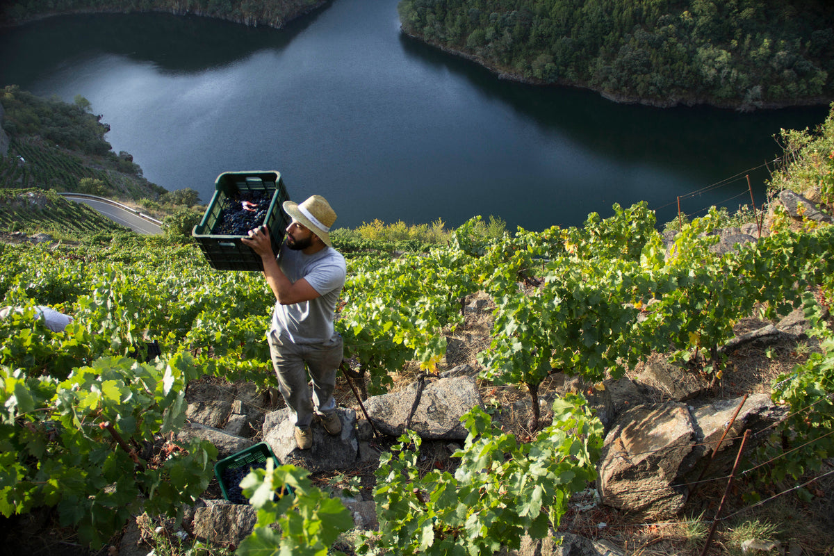Weinleser trägt eine Kiste Trauben einen Steilhang der Ribeira Sacra hinauf, unten der Rio Sil