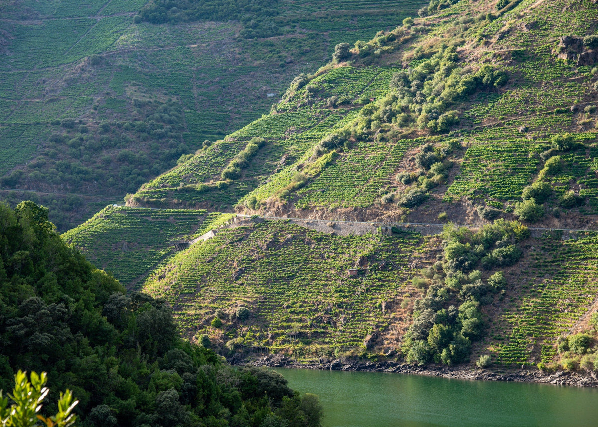 Rebterrassen an steilen Hängen über einem Fluss in Galicien