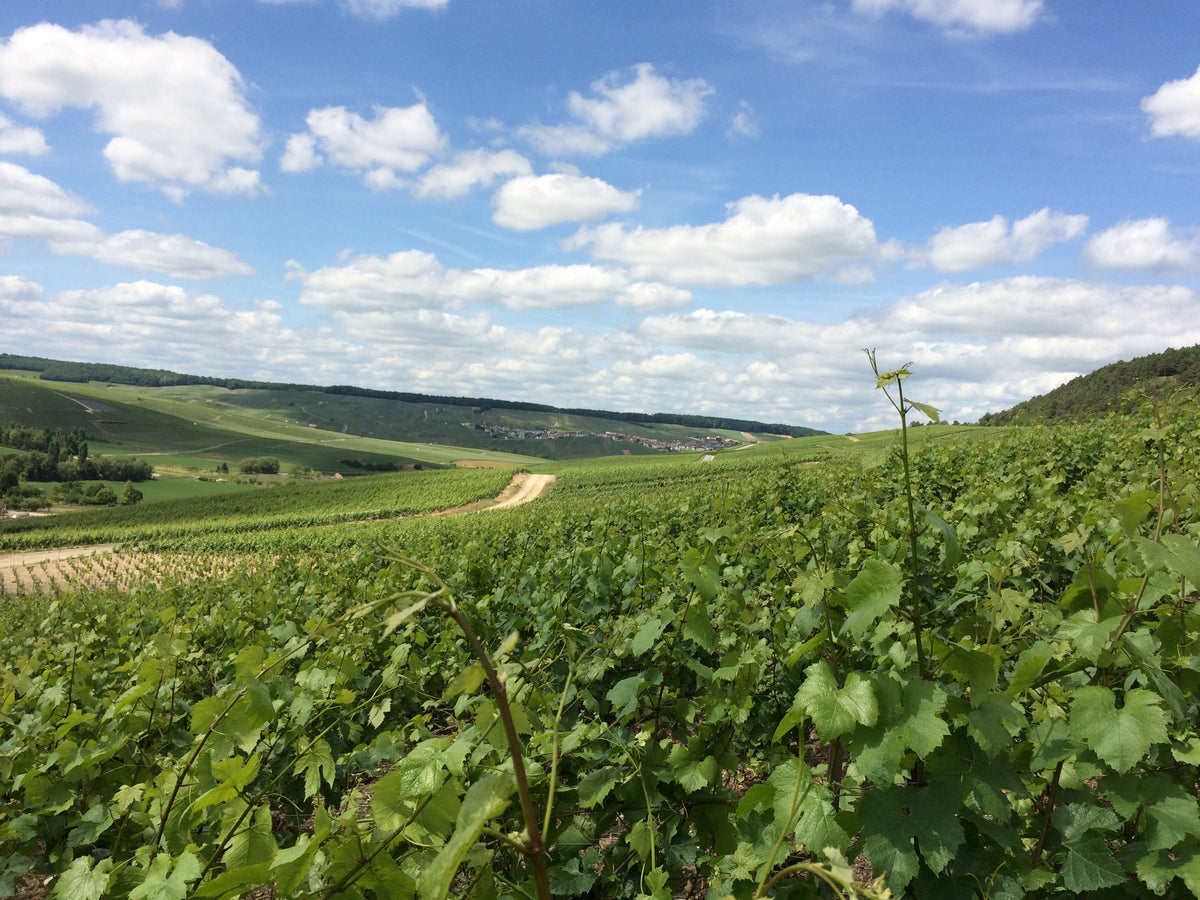 Rebberg von Champagne Denis Frézier mit Blick über die Hügel der Champagne