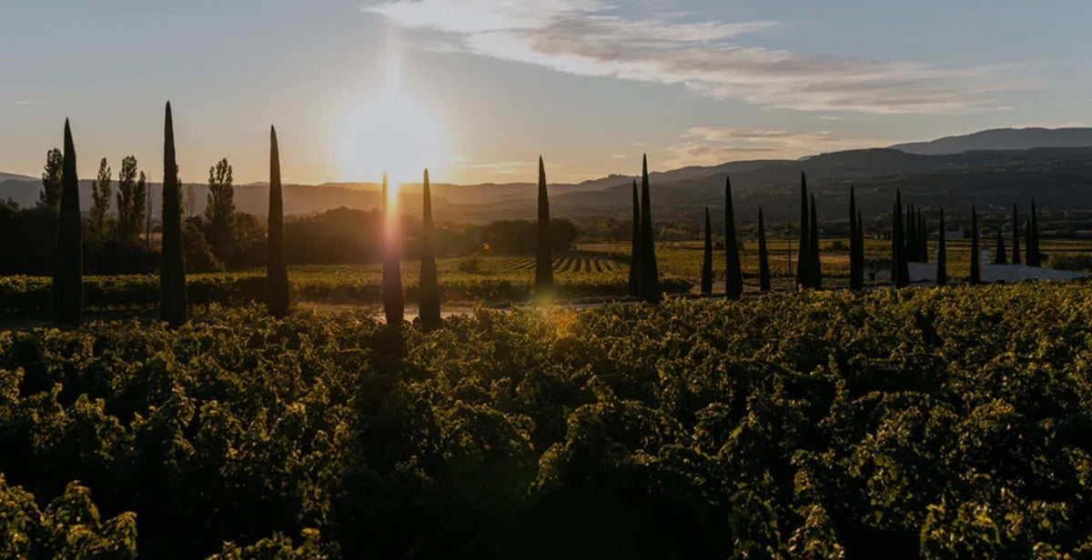 Rebberge der Domaine de la Coquillade mit Zypressen im Abendlicht