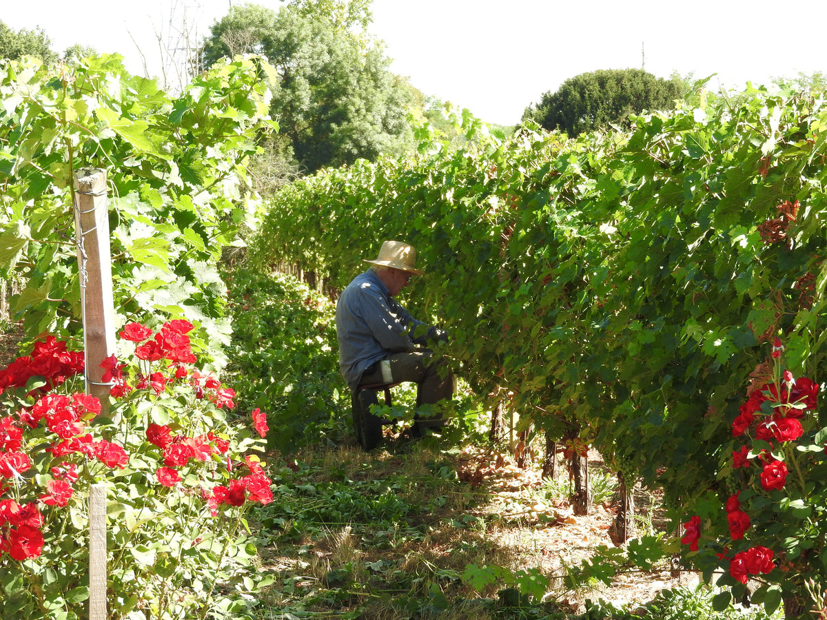 Rebzeilen von Château Aux Graves de la Laurence in Saint-Loubès bei Bordeaux, mit Rosen am Rand