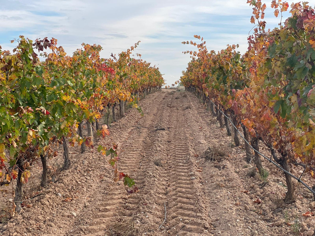 Rebzeilen von Raíz de Guzmán im Herbstlaub, Ribera del Duero