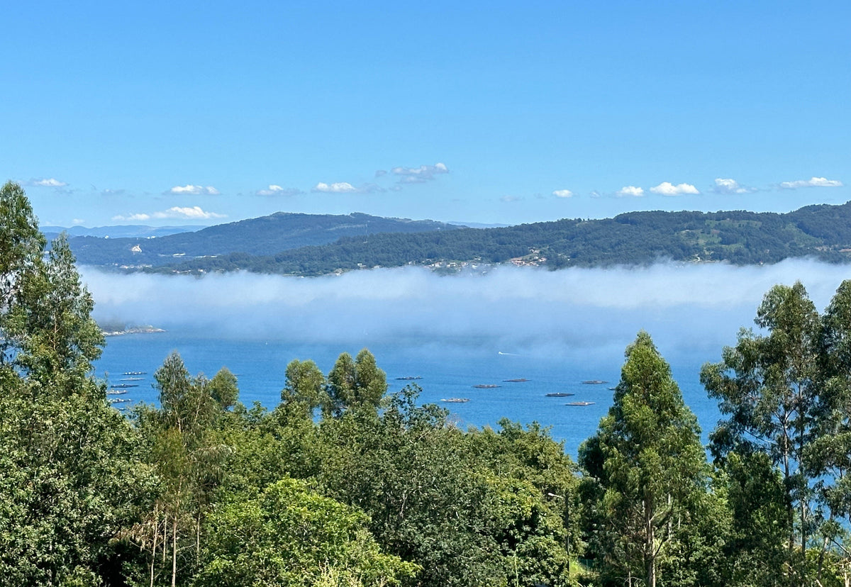 Blick über eine Ría der Rías Baixas mit Muschelflössen und Morgennebel