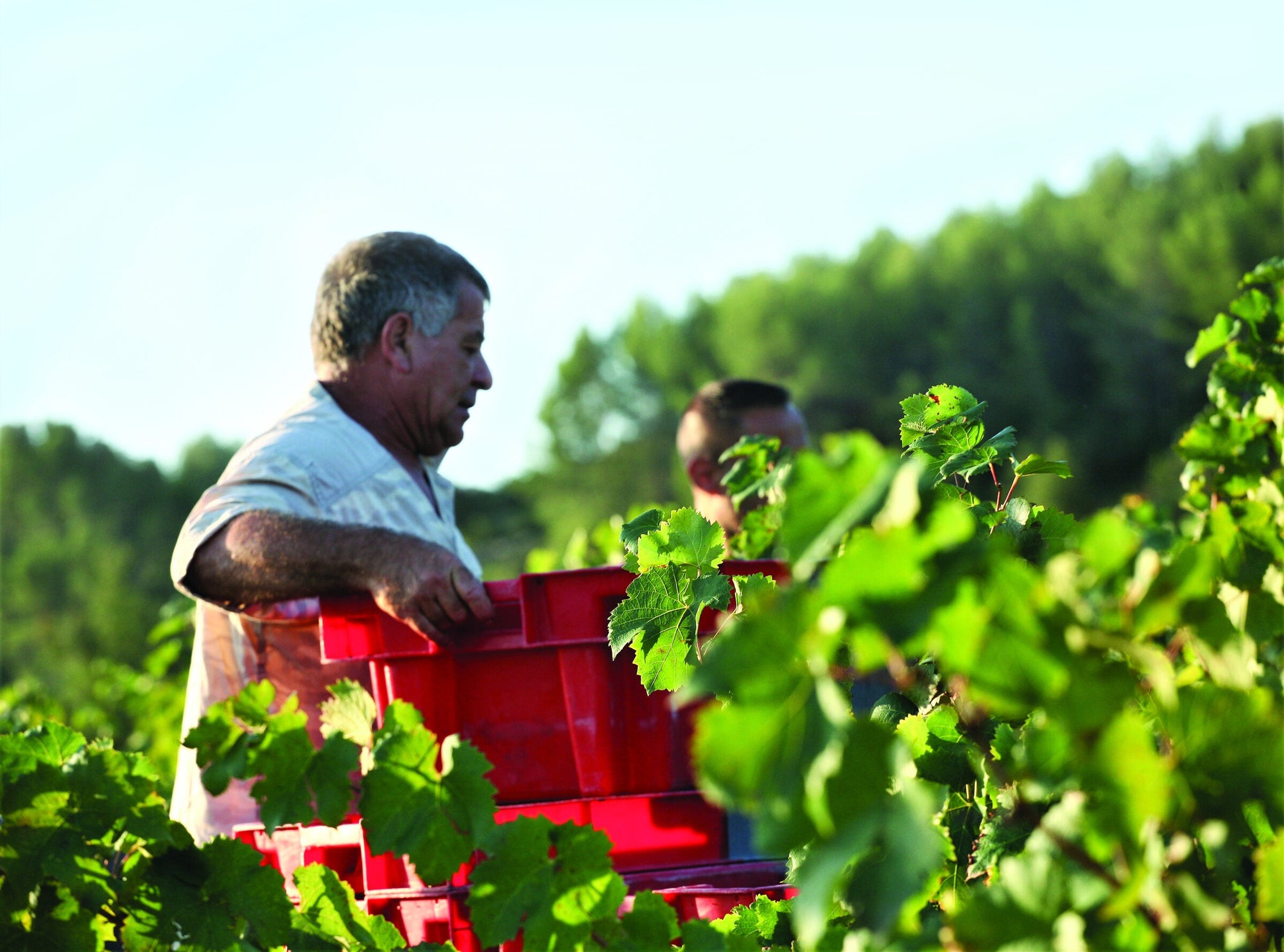 Alain Pascal bei der Weinlese auf der Domaine du Gros'Noré