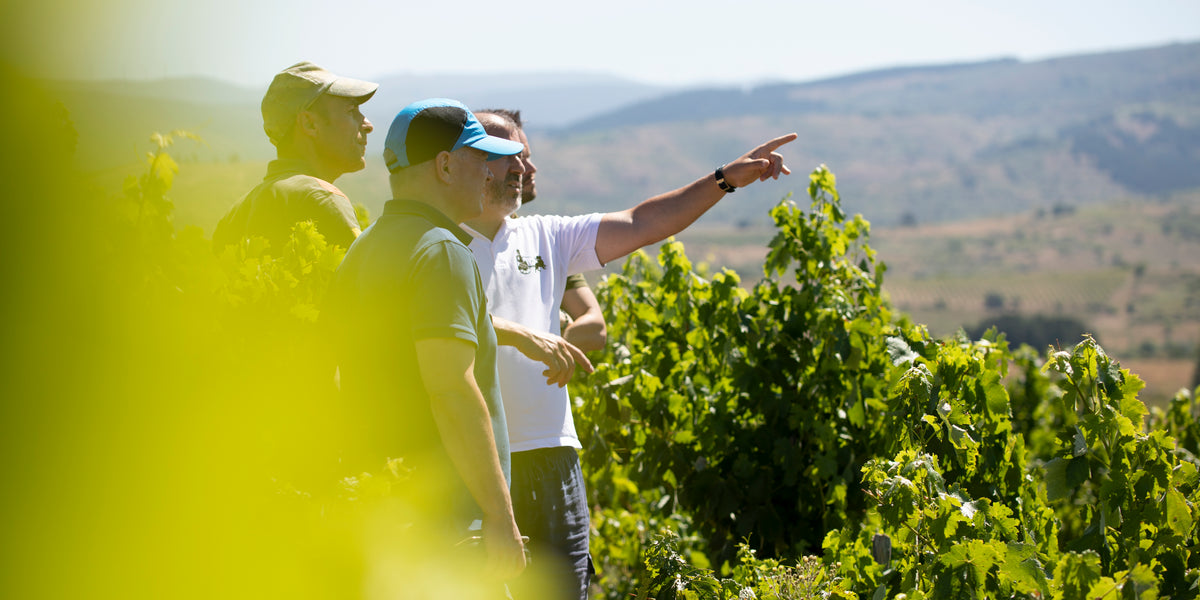 Sangarida