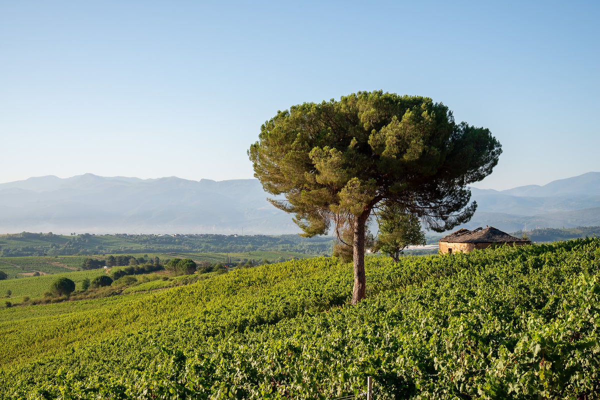 Mas Asturias