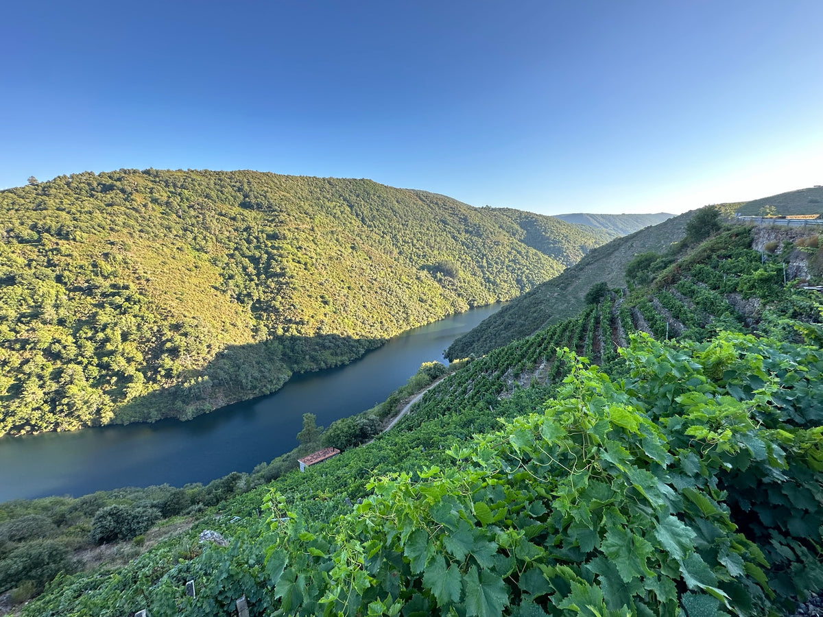 Blick über die Schlucht des Sil mit Rebterrassen in der Ribeira Sacra