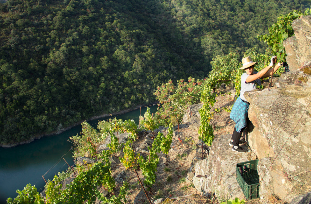 Winzerin erntet Trauben auf einem schmalen Felsband hoch über dem Fluss in der Ribeira Sacra