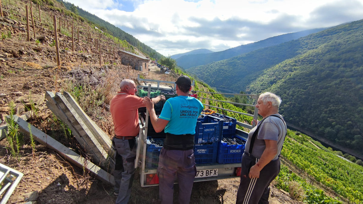 Drei Personen laden Traubenkisten bei der Lese von Carlos Carballo in der Ribeira Sacra