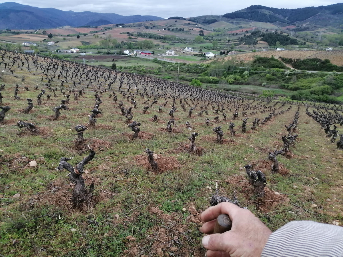 Mas Asturias