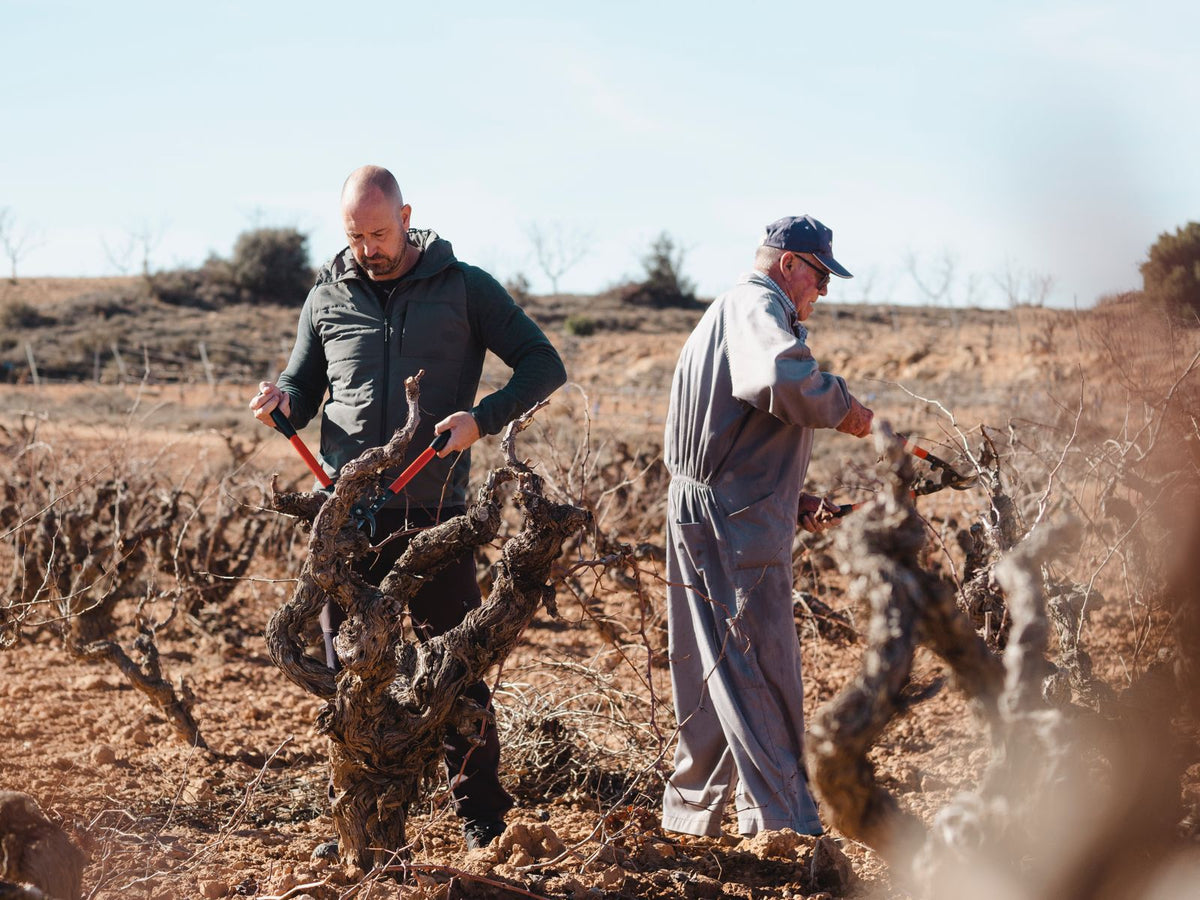 Bodega & Viñedos Carres