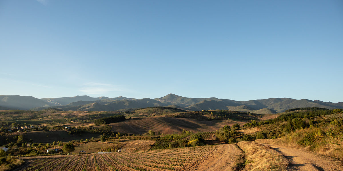 Sangarida