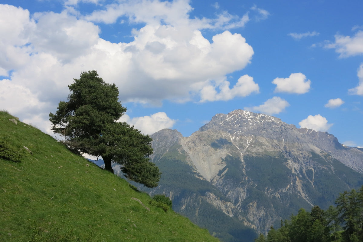Bergwiese mit Arve und Gipfeln im Unterengadin