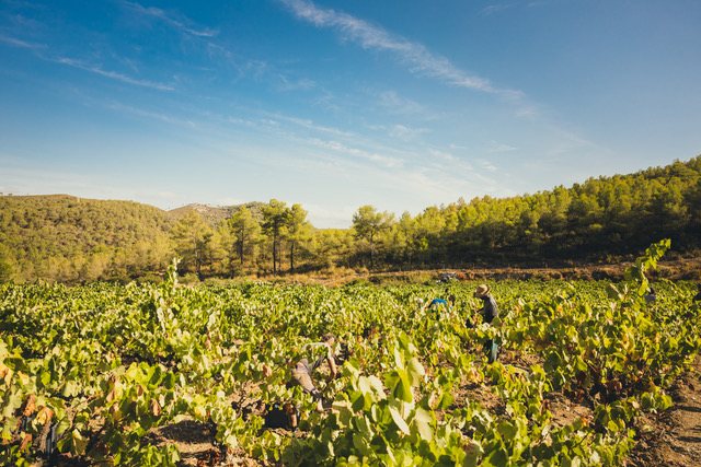Rebberg von Can Ràfols dels Caus im Massís del Garraf