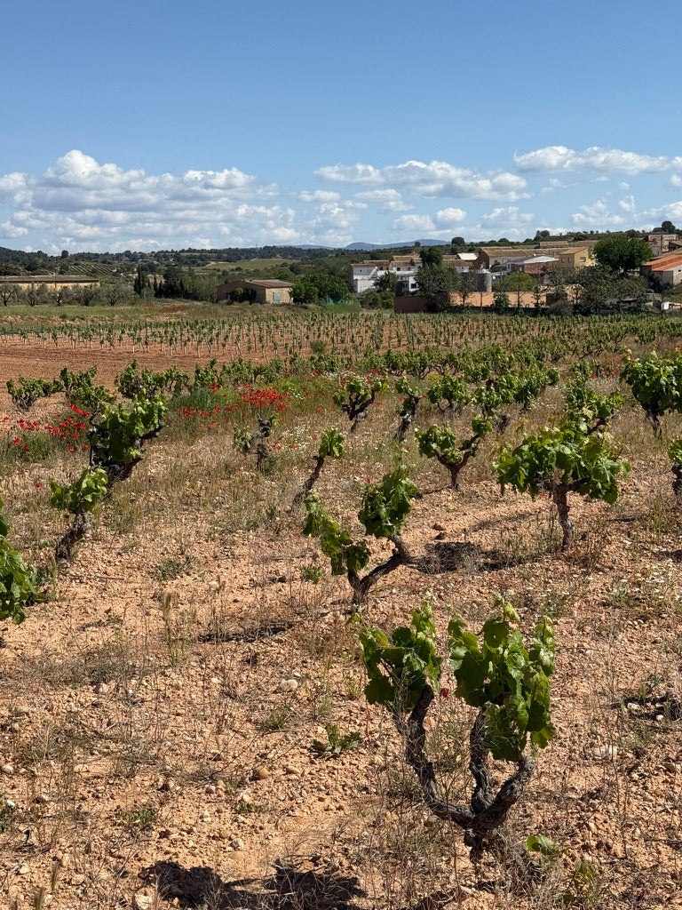 Buschreben von Carres, Utiel-Requena