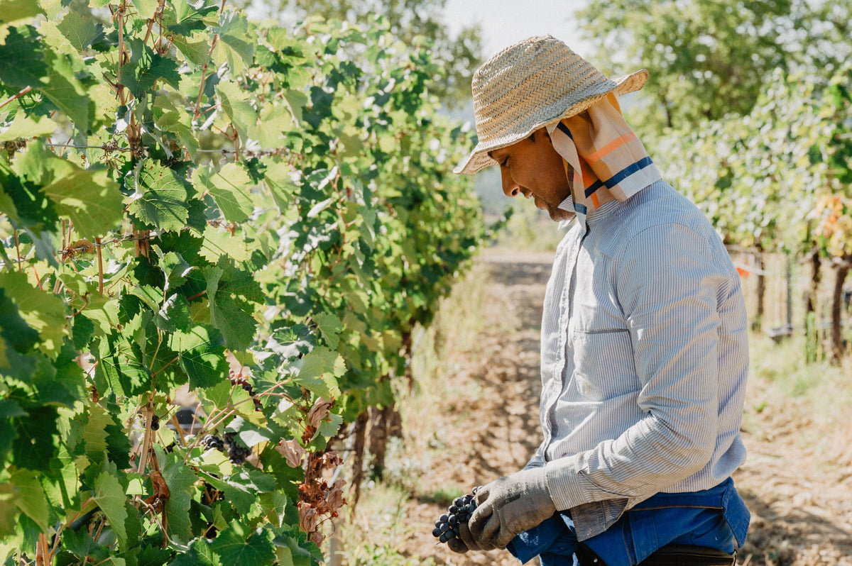 Winzer mit Strohhut prüft Trauben im Weinberg der Domaine de la Coquillade