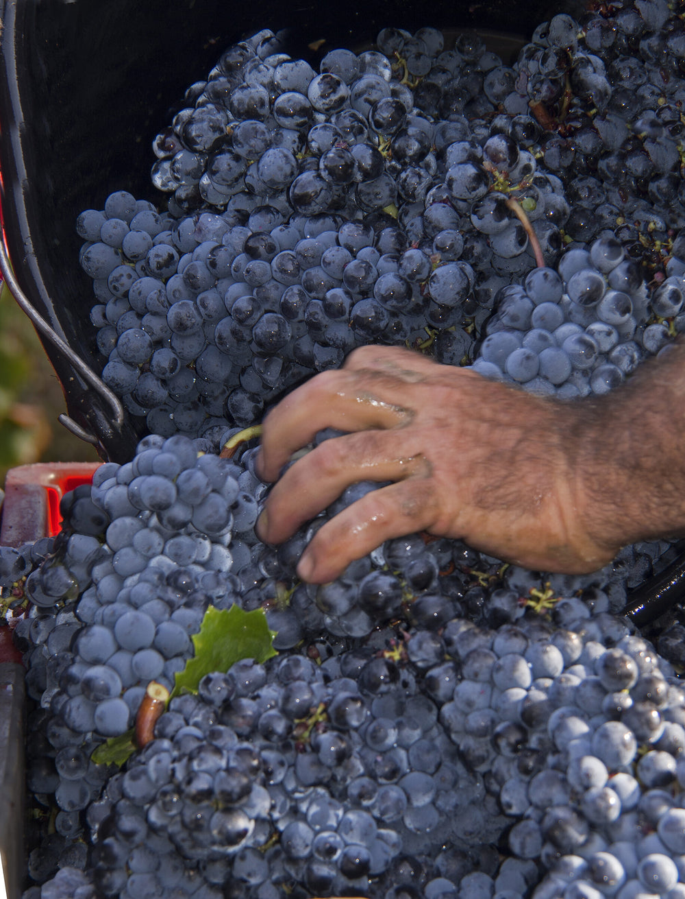 Domaine du Gros'Noré