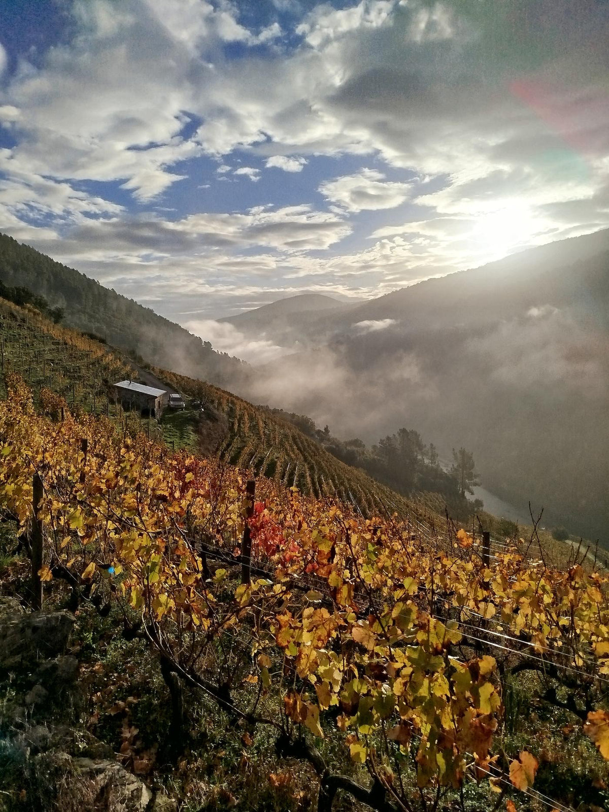 Rebberg von Carlos Carballo im Novembernebel, Ribeira Sacra