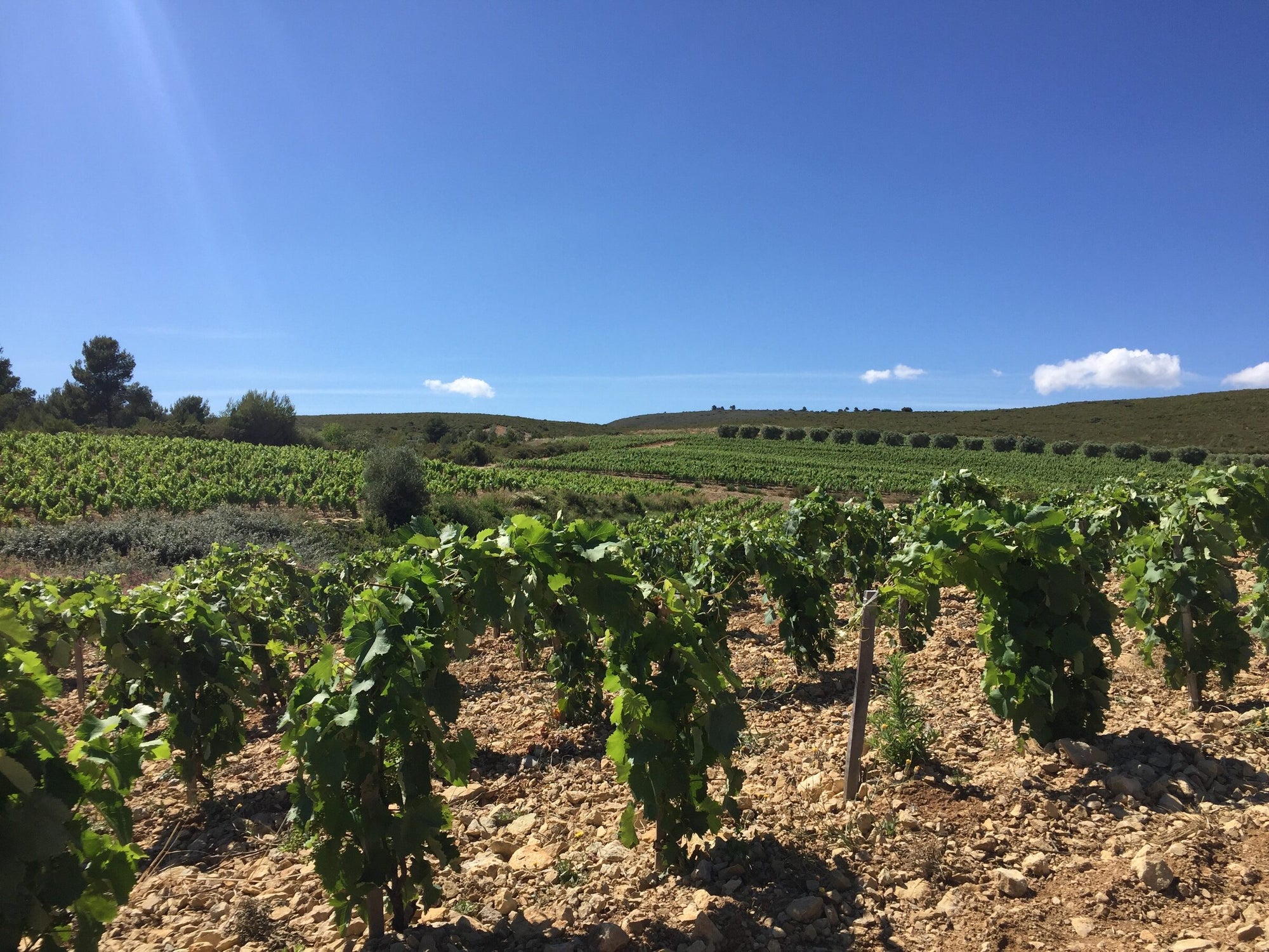 Domaine La Suffrène