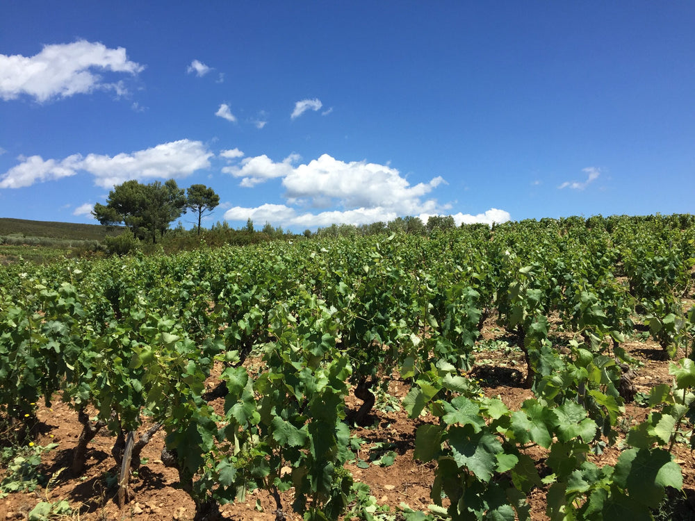 Domaine La Suffrène